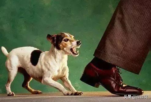 美国斗牛梗:如何知道遇到的是不是恶犬，从而提前防备？