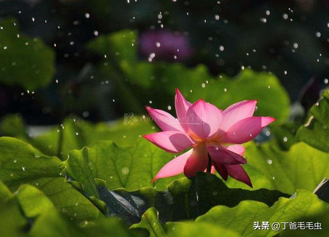 春将去夏将立,雨水渐多,怎样拍摄雨打荷花更娇艳的作品?-百科网