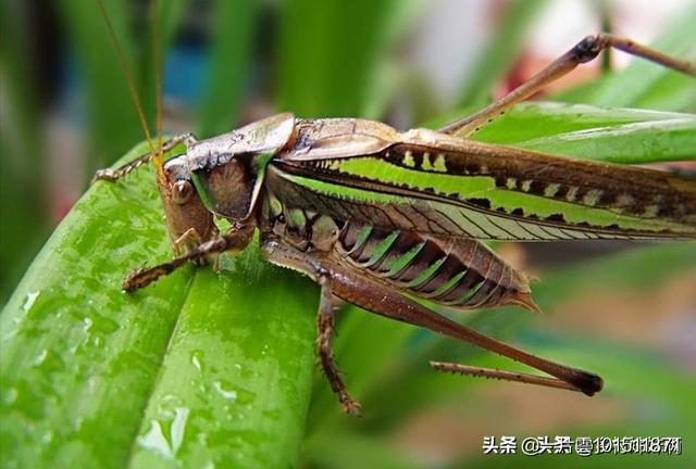 在你們家鄉農村現在還能聽到蟈蟈的叫聲嗎