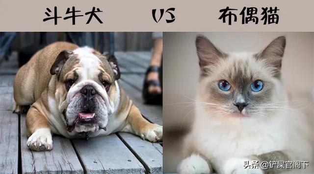 happy猫猫狗狗:为什么猫比狗漂亮，喜欢狗的人却比猫多？