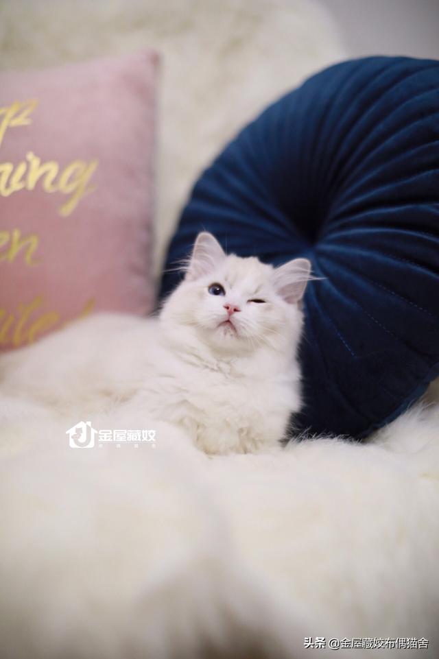 布娃娃猫:布娃娃猫咪图片 怎样才能拥有一只布偶猫？