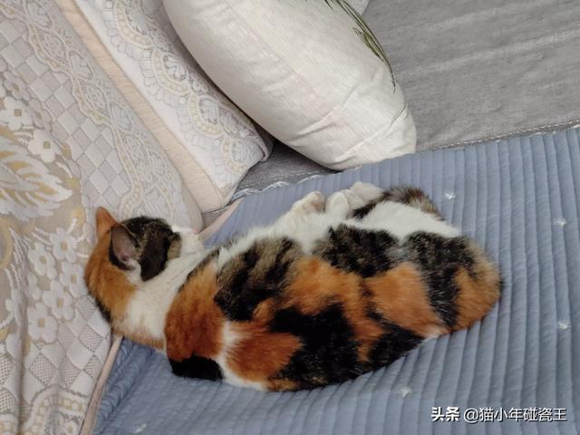 你什么时候被猫的智商震惊了？插图37