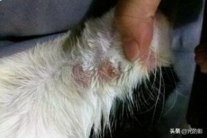 猫癣麻辣洗多久洗一次:猫藓洗药浴几次能好，猫咪猫癣要洗很多次药浴吗？