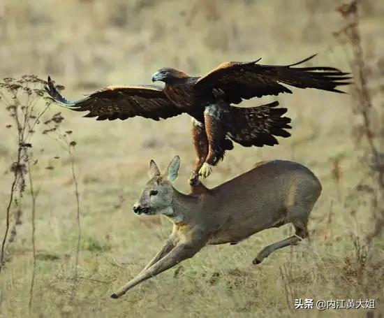 西方社会推崇的丛林法则那是兽类的弱肉强食能代表人类文明吗