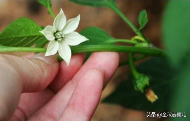 花又开好了专辑:为什么辣椒第一次开花不结果，第二次开花又结果？