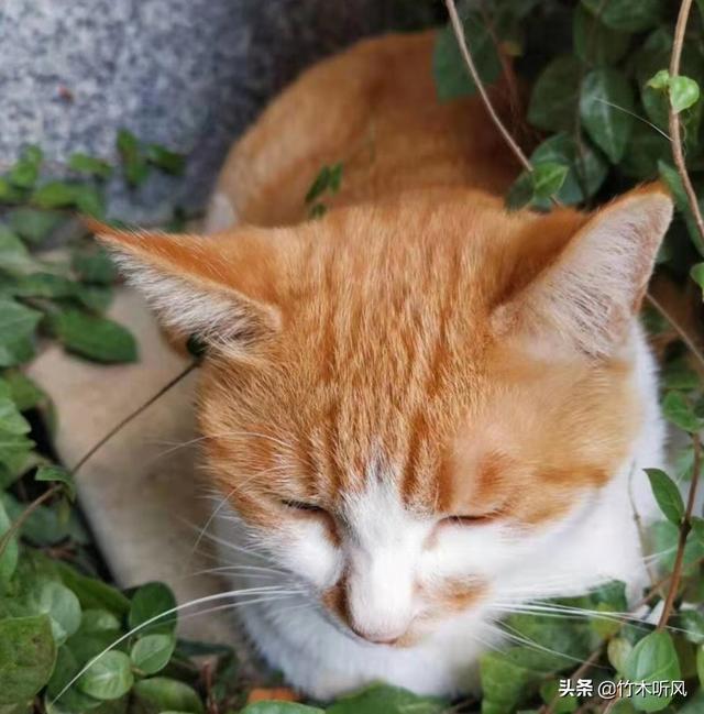 狸花猫图片高清:狸花猫会不会保护自己的主人？为什么？