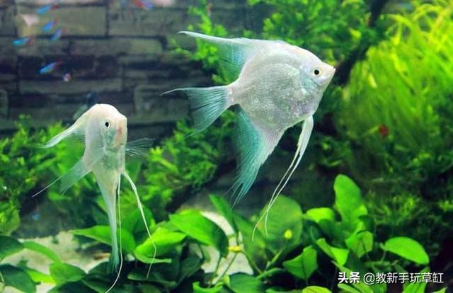 燕鱼图片:养七彩神仙鱼是大鱼好还是小鱼好？