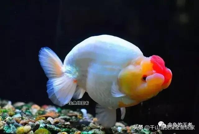 金鱼怎么养才能活:养的金鱼很容易死是怎么回事？