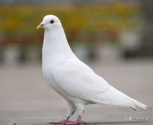 伤口愈合吃什么(伤口愈合吃什么好)