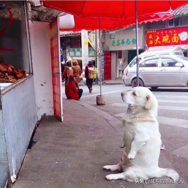 怀旧服野德的第一属性是什么？