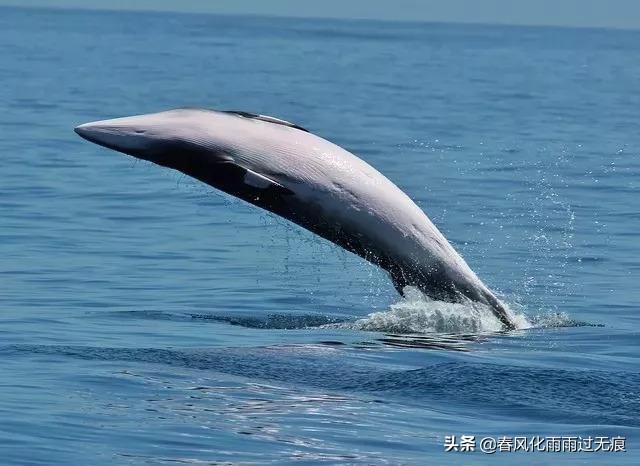 蓝鲸真的能吞一头大象和人吗?人被鲸鱼吞下会是一种怎样的体验?