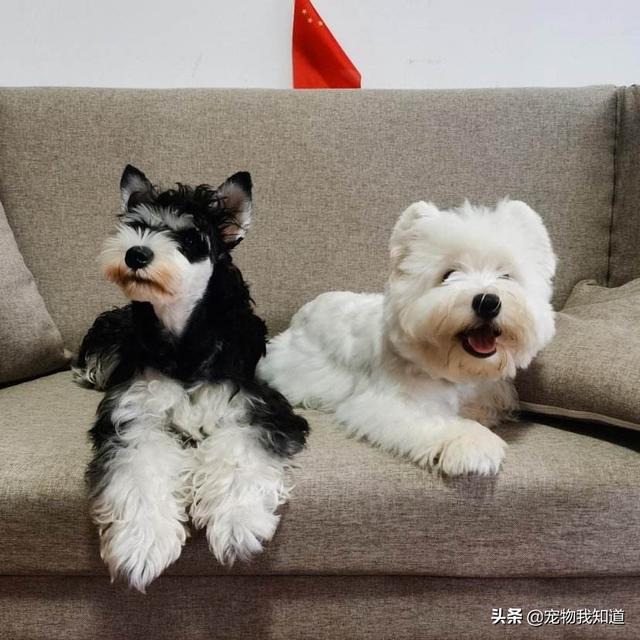 椒盐雪纳瑞多少钱:泰迪和雪纳瑞比较，有什么优势吗？