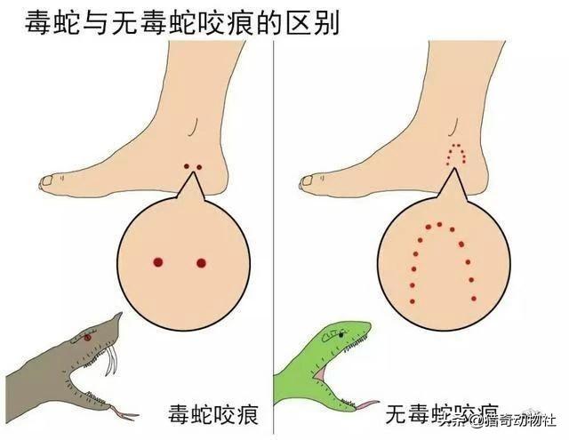 蕲蛇图片:宠物狗大战7斤重五步蛇，不料被咬身亡，人遇到五步蛇怎么办？