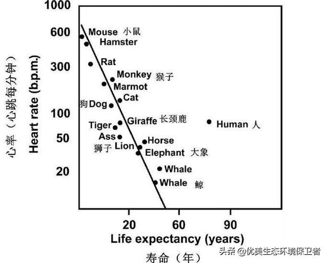 老鼠每分钟呼吸多少次:蝙蝠心跳每分钟1000次，为什么还有30年的寿命？