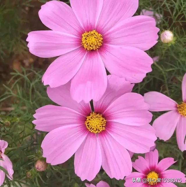 什么叫黄昏恋:能否以已近黄昏，我热烈地爱你为题讲一个中年恋或黄昏恋的故事？