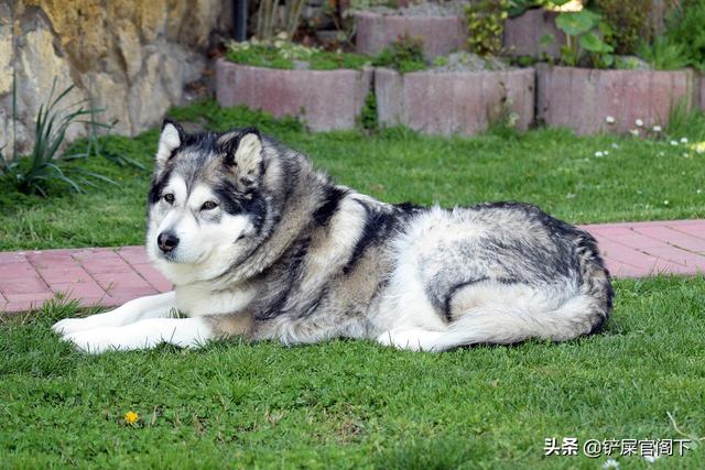 长沙阿拉斯加:阿拉斯加犬在城市里能养吗？