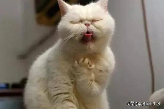 猫为什么喜欢吃鱼:猫为什么喜欢吃玉米 猫为什么特别爱吃鱼而且不怕鱼刺？