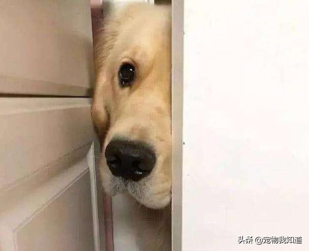 纯西德犬图片:我家狗狗为什么喜欢跟着主人上厕所？你们家的也是吗？