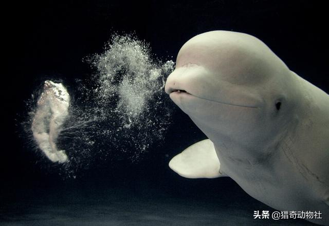 海中凶猛鱼类图片:鲨鱼吃白鲸么？白鲸这么温顺，打的过鲨鱼么？