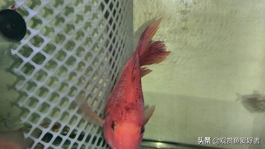 金刚鹦鹉鱼生病的征兆:我家血鹦鹉得了白点病怎么治？ 金刚鹦鹉鱼身体发白是怎么回事