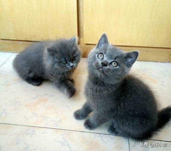 适合英短蓝猫幼猫猫粮:有没有养过英短的朋友来说说，英短幼猫吃什么猫粮好呢？