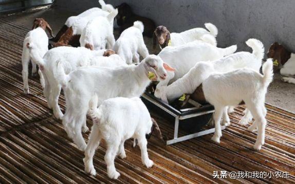 母山羊下羔子还没满月,小羊羔还在吃奶可以怀孕吗?