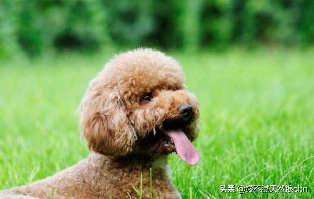 泰迪犬价格百度经验:泰迪犬的价格会受到什么因素的影响？