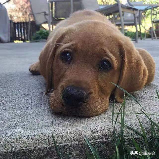 米格鲁犬遛弯能放狗绳吗:两个月的狗狗可以带它出去溜达吗？