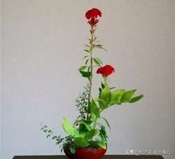 贝壳花瓶:鸡冠花配什么样花瓶好看？