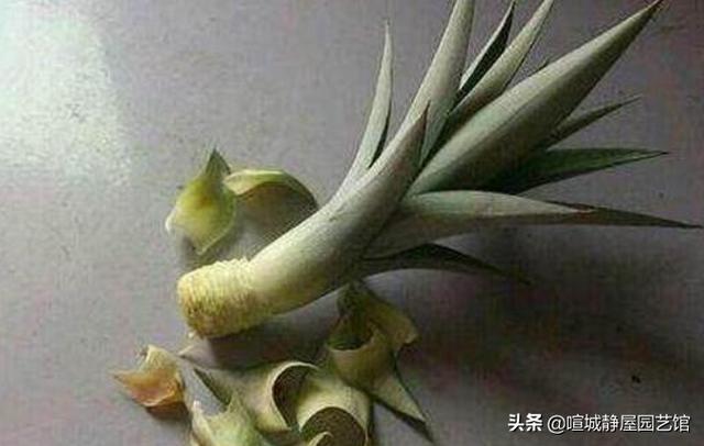 菠萝顶花种植的详细方法,如何用吃剩的菠萝头种出菠萝？