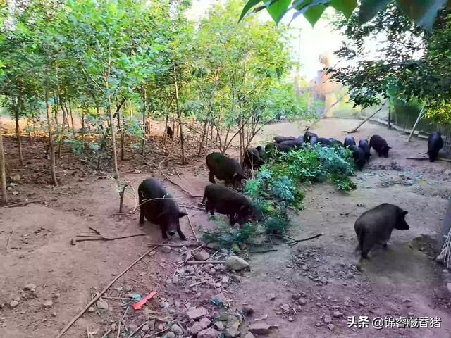 养猪疾病百科:保育猪饲养管理中需要注意哪些疾病？如何预防？
