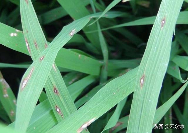高温高湿的三伏天里，水稻稻瘟病成常客，农民