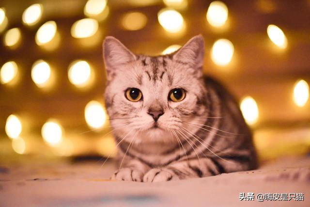 挪威森林猫凶吗:你会选择养布偶猫还是挪威森林猫?为什么？