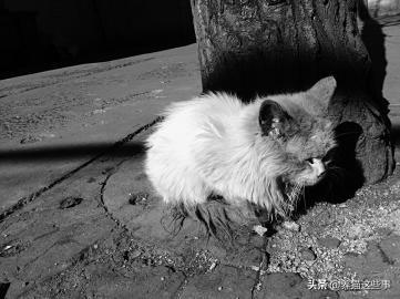 关于流浪狗和流浪猫感悟:大雨时，马路上积水成河，流浪的猫和狗是怎么生存下去的？