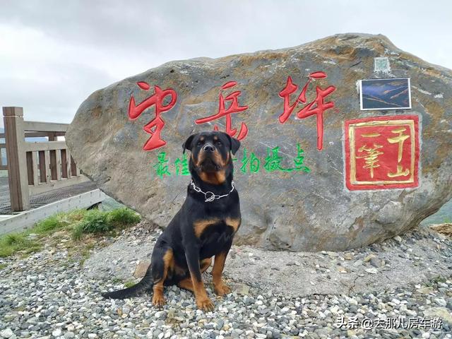 罗威那赛级犬:罗威纳什么情况下会咬主人？