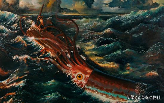 大王酸浆鱿:乌贼Architeuthis dux体型为何如此巨大？