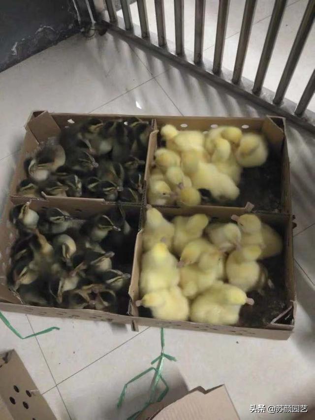 想在网上开个店,什么购物平台比较好？