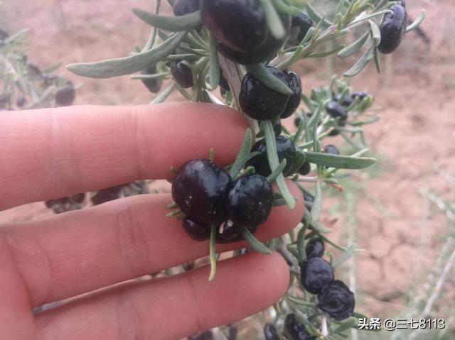 黑枸杞的种植，黑枸杞种植前景怎么样种植技术有哪些