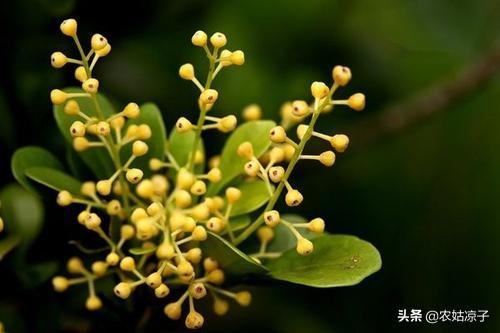 米兰掉叶子是怎么回事啊,米兰下面的叶子掉光了怎么办？