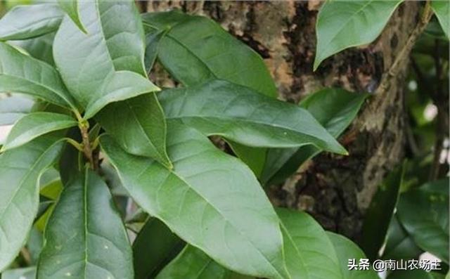 条纹十二卷叶尖枯萎:条纹十二卷叶尖枯萎是怎么回事 多肉十二条总是不发根怎么回事？
