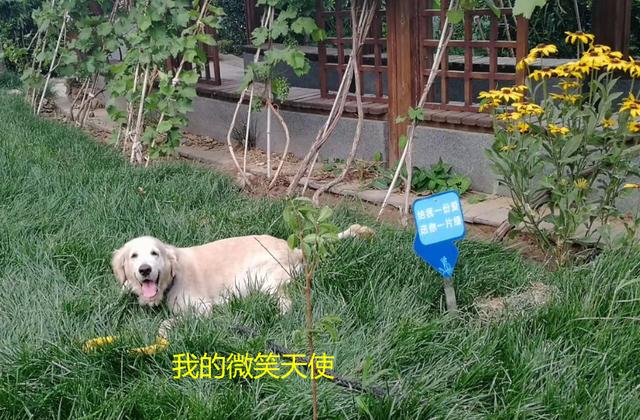 如何让狗狗进入下面图:如何才能让狗狗到指定地点上厕所？
