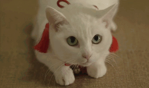曼克斯猫性格:猫咪做了绝育后会影响它的性格吗？