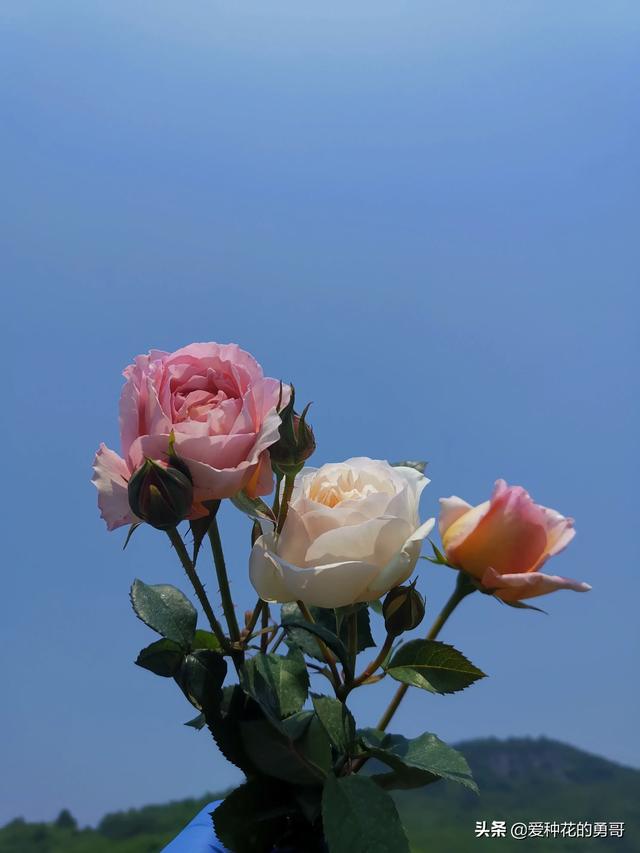 最香的几款月季品种是什么？插图13