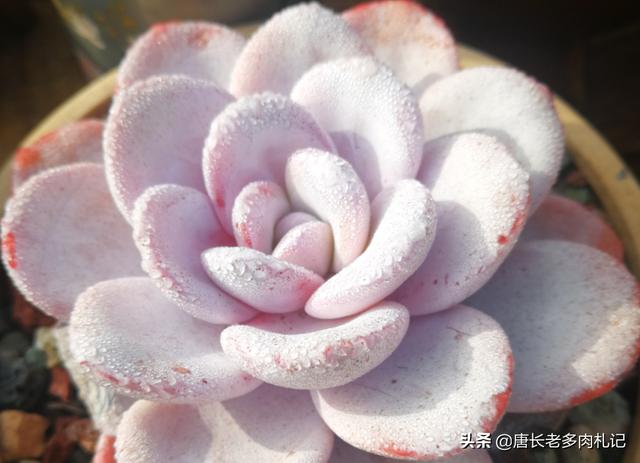 多肉旋叶姬星美人:多肉根系长到什么程度可以度夏？