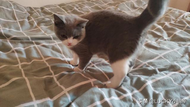 怎样养猫狗:猫狗一块养，怎么让猫不吃狗粮，狗不吃猫粮？ 怎样养猫狗最好