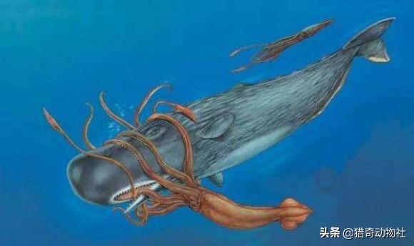 蛟龙号潜水员吓疯天涯论坛，为什么抹香鲸可以在深海几千米下生存，潜艇就得被压扁呢