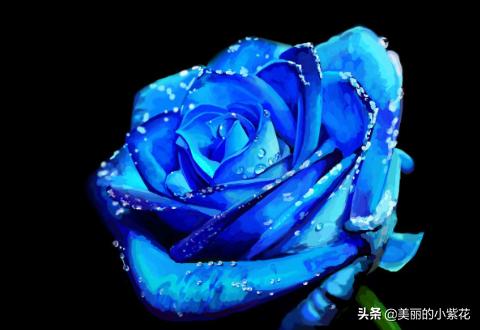 蓝玫瑰花语?蓝玫瑰花语蔡徐坤