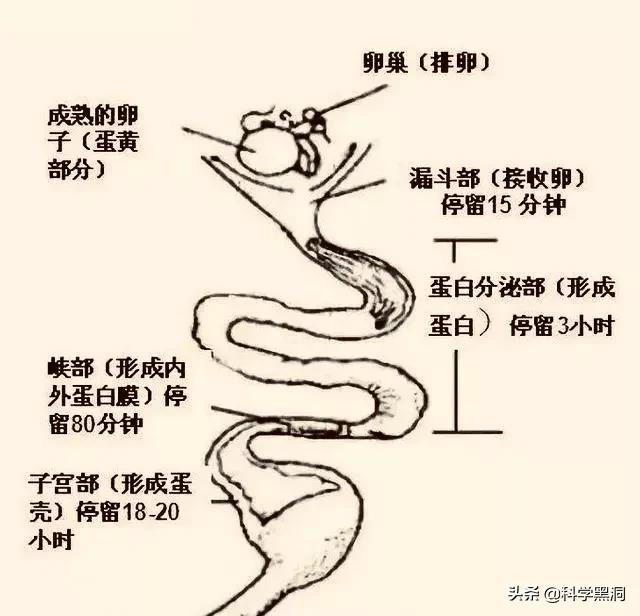 大型动物交配大全:母鸡为什么和公鸡不交配就能产蛋？那公鸡存在的作用是什么？