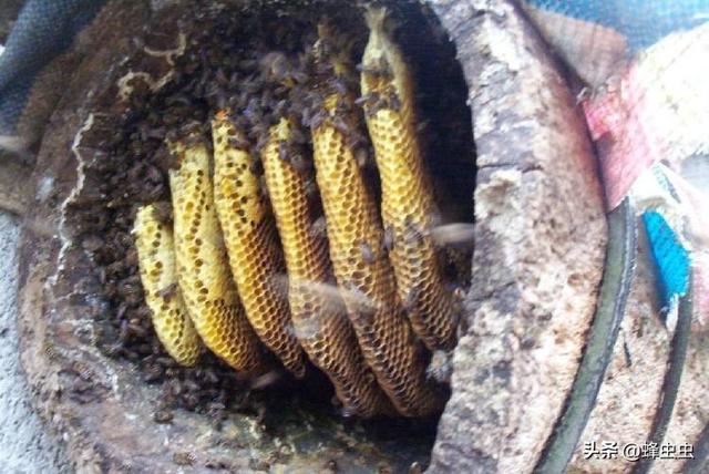棉虫为害特征是什么，蜜蜂桶里经常长棉虫该怎么办？