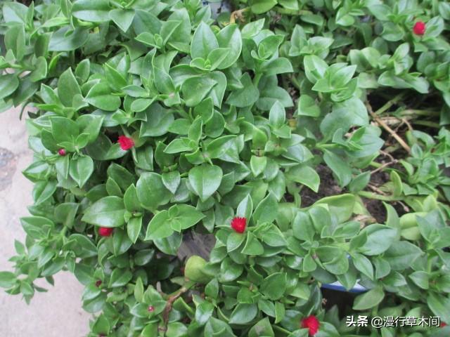 小型观花植物:想在小阳台养些花草，有哪些漂亮又不用照顾的品种推荐？